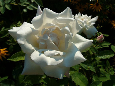 MargureriteGuillard10.jpg