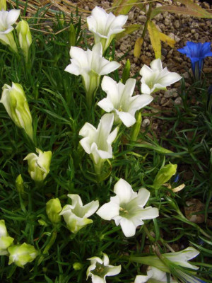 Gentiana_sino-ornata_Weisser_Traum1.jpg
