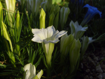 Gentiana_sino-ornata_Weisser_Traum.jpg