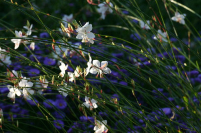 Gaura-Sep-1.jpg