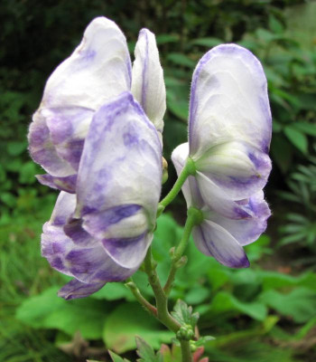 aconitum leonora  2014-09-30 falsch  (3) z.jpg