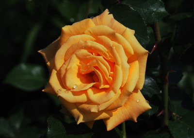 jubilaeumsrose.jpg