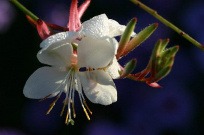 Gaura-Sep-2.jpg