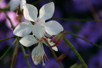 Gaura-Sep-3.jpg