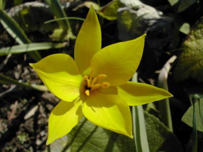 unbek.Tulpe_bot_Garten.jpg