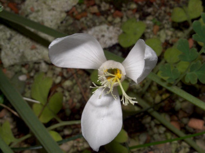 Crocus_banaticus_albus_2.jpg