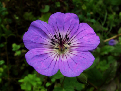 Geranium_vielleicht_wallichianum_Buxtons_Variety.jpg
