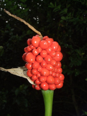 Arisaema_amurense_Fruchtstand.jpg