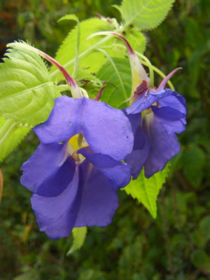 Impatiens_spec.jpg