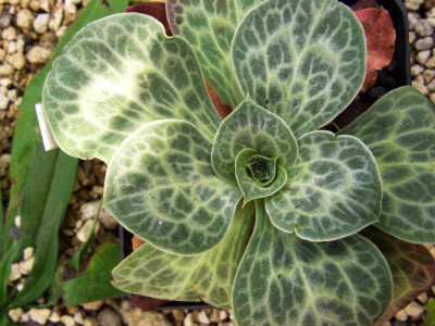 Dictyolimon_macrorrhabdos.jpg
