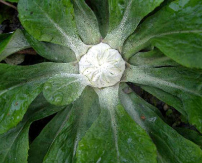Primula_modesta_Winterknospe_2005-09-26_001.JPG