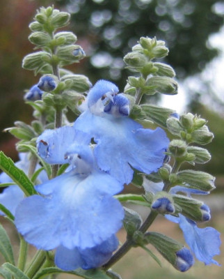 SalviaAzurea20050926.jpg