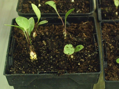 Lilium_martagon_3.jpg