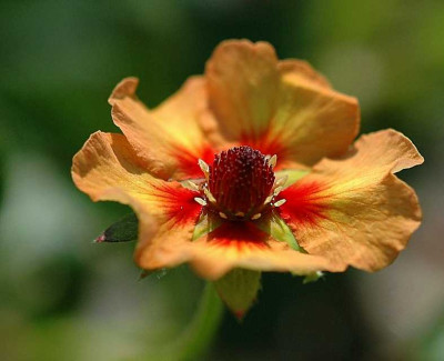 Potentillia_x__2_10-07-05.jpg