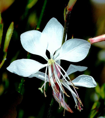 Gaura__1_10-07-05.jpg