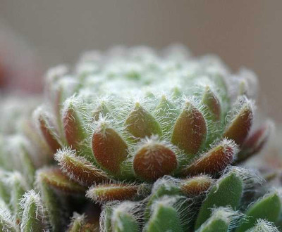 Sempervivum_2_10-07-05.jpg