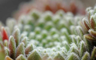 Sempervivum_3_10-07-05.jpg