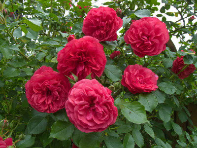 Rosarium_uetersen_web.JPG