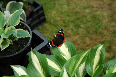 Hosta_Sitting_Pretty_25-09-05.jpg