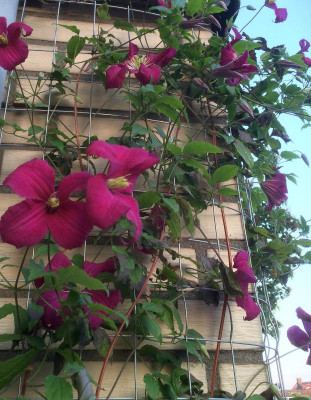 10062015 garten 6.png