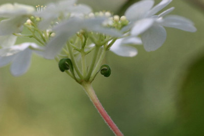 Viburnum-Sep-1.jpg