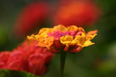 Lantana-Sep-1.jpg