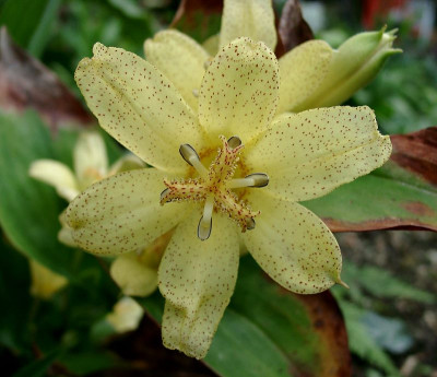 09150003_eTricyrtis_oshumiensis.JPG