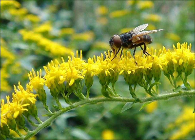 Solidago_rugosa_Fireworks.jpg