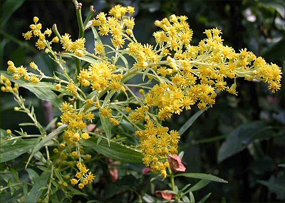 Goldenmosa.jpg
