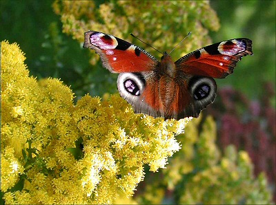 Solidago_Strahlenkrone.jpg