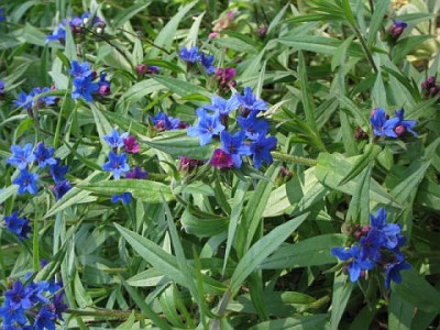 Lithospermum_20040425.jpg