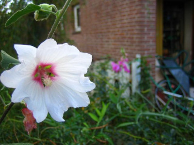 lavatera.jpg