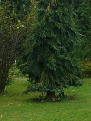 Nadel-NN-Sep-2.jpg