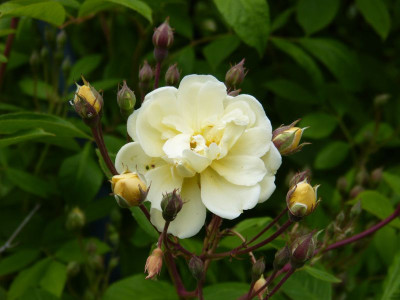2015-06-11 Rose 'Christine Helene'.jpg