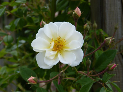 2015-06-11 Rose 'Lykkefund'.jpg