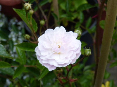2015-06-11 Rose 'Miss Ahrensburg'.jpg