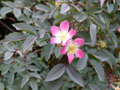 2015-06-11 Rosen Rosa glauca.jpg