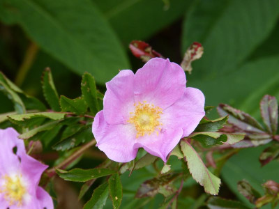 2015-06-11 Rosen Rosa nitida.jpg