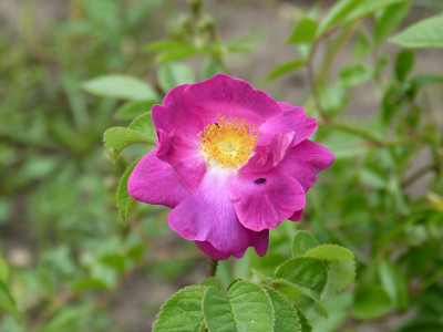 2015-06-11 Rosen Rosa violacea.jpg