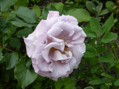 2015-06-11 Rosen 'Stephen Rulo' 1.jpg