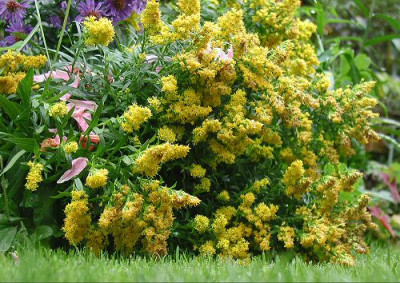 Solidago_Golden_Thumb.jpg