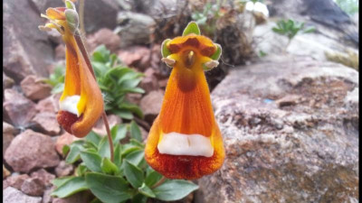 Calceolaria darvinii (2).jpg