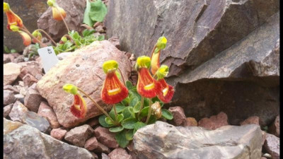 Calceolaria fothergillii (3).jpg