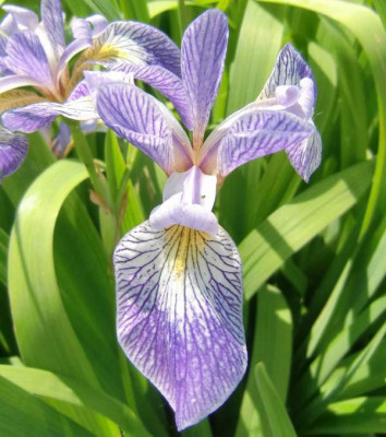 Versicolor.JPG