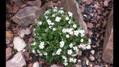 Myosotis decora.jpg