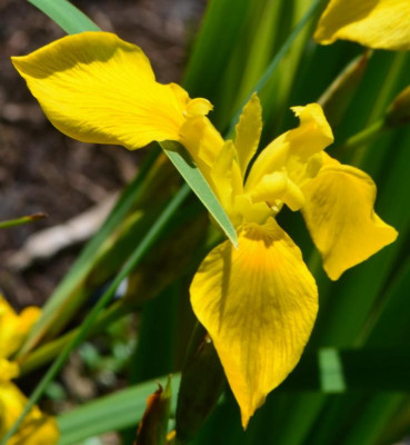 Pseudacorus_Sologne.JPG