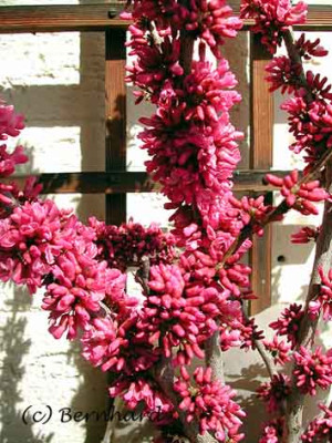 cercis_chinensis3.jpg