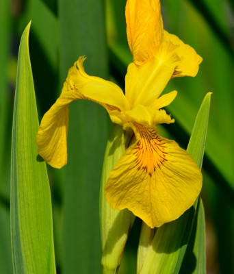 Pseudacorus_Variegata.JPG