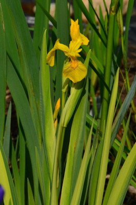 Pseudacorus_Variegata3.JPG