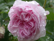 Unbekannte_Rose_1.JPG